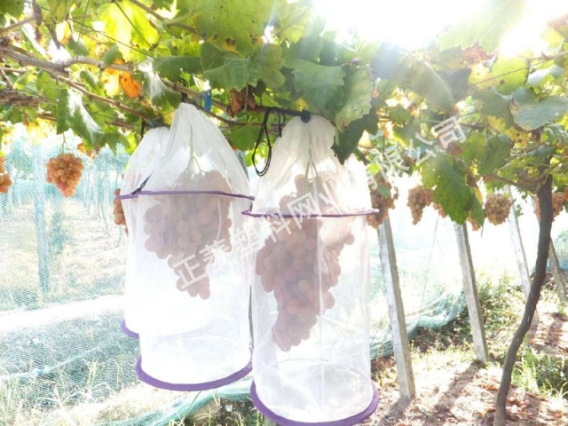 安徽客戶訂購(gòu)果樹防蟲網(wǎng)案例