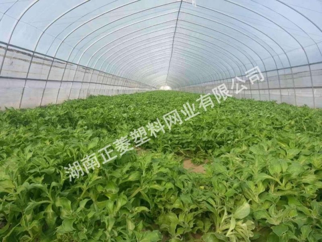 岳陽(yáng)市蔬菜大棚防蟲網(wǎng) 