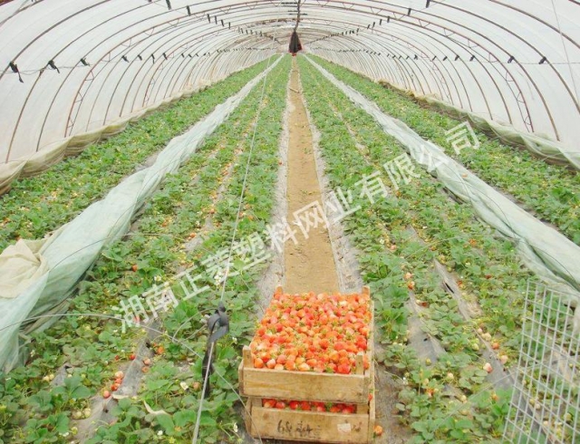湖南岳陽(yáng)市草莓園防蟲網(wǎng)案例 湖南岳陽(yáng)市草莓園防蟲網(wǎng)案例